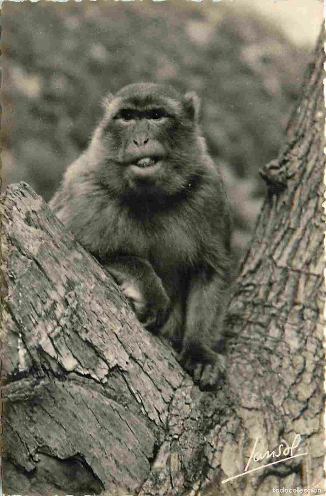 Cartes Postales: Carte Postale - Animaux - Singes - Alg&eacute;rie - Vall&eacute;e de la Chiffa - Le ruisseau des singes - Monkey -