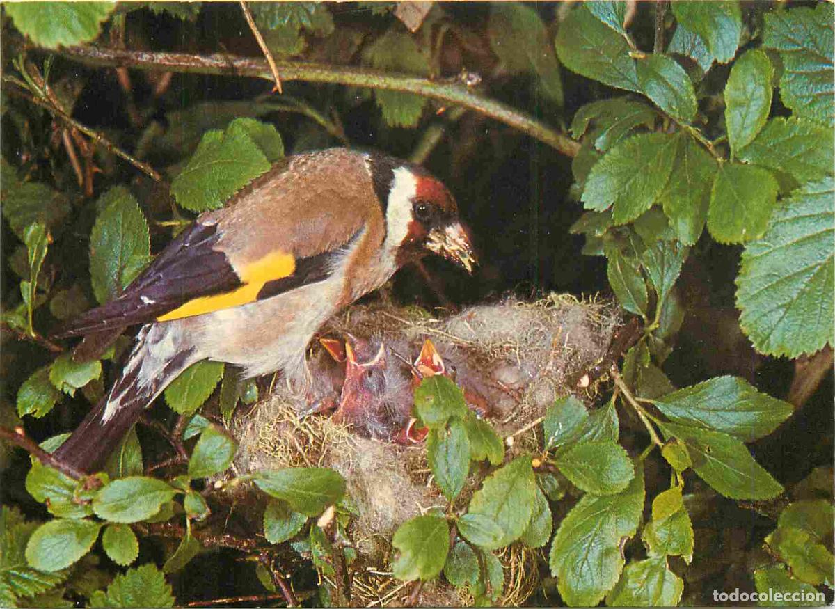 Cartes Postales: Carte Postale - Animaux - Oiseaux - Goldfinch - Chardonneret - Birds - CPM - Voir Scans Recto-Verso