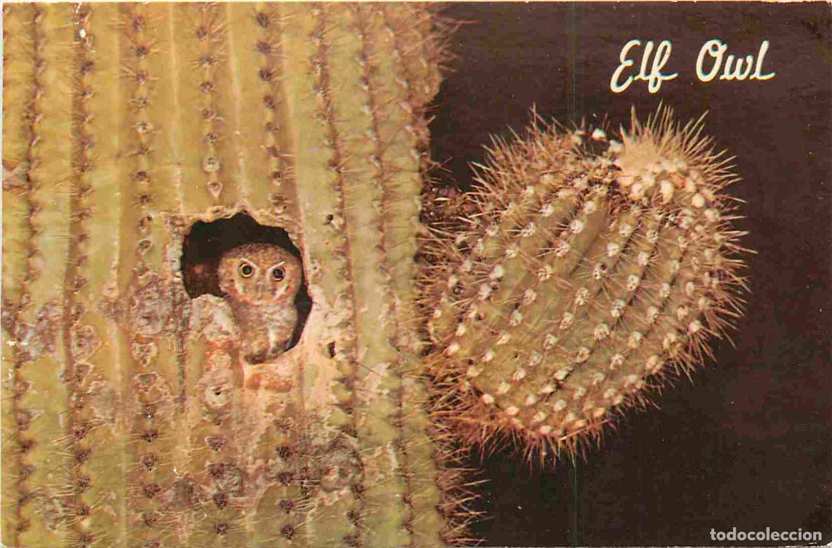 Cartes Postales: Carte Postale - Animaux - Oiseaux - Elf Owl - Hibou elfe - Cactus - Birds - CPM - Voir Scans Recto-V