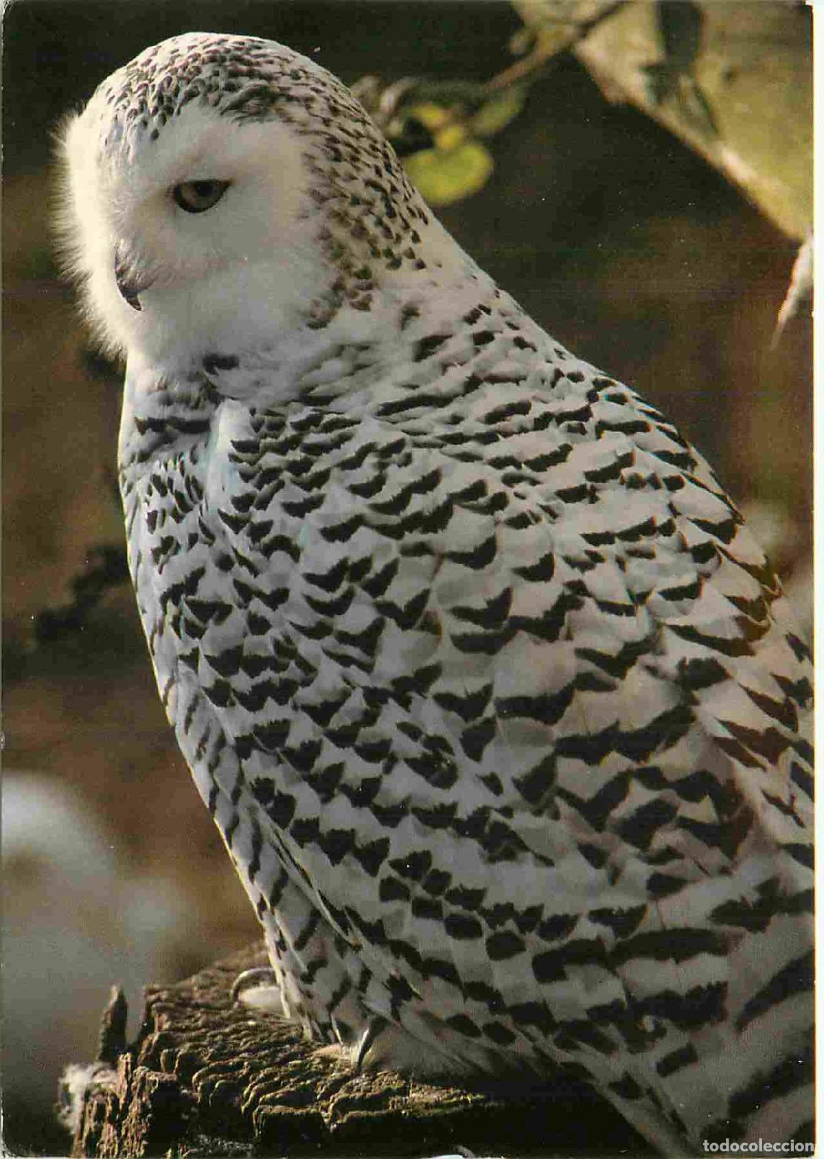 Cartes Postales: Carte Postale - Animaux - Oiseaux - Snowy Owl - Harfang des neiges - Thrigby Hall Wildlife Gardens -