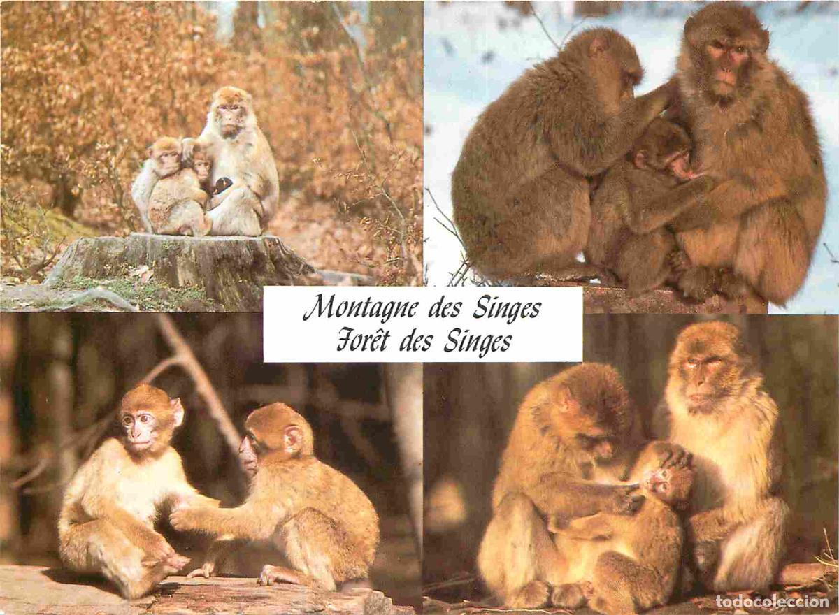 Cartes Postales: Carte Postale - Animaux - Singes - La montagne des singes Kintzheim - Macaque - Multivues - Zoo - Mo