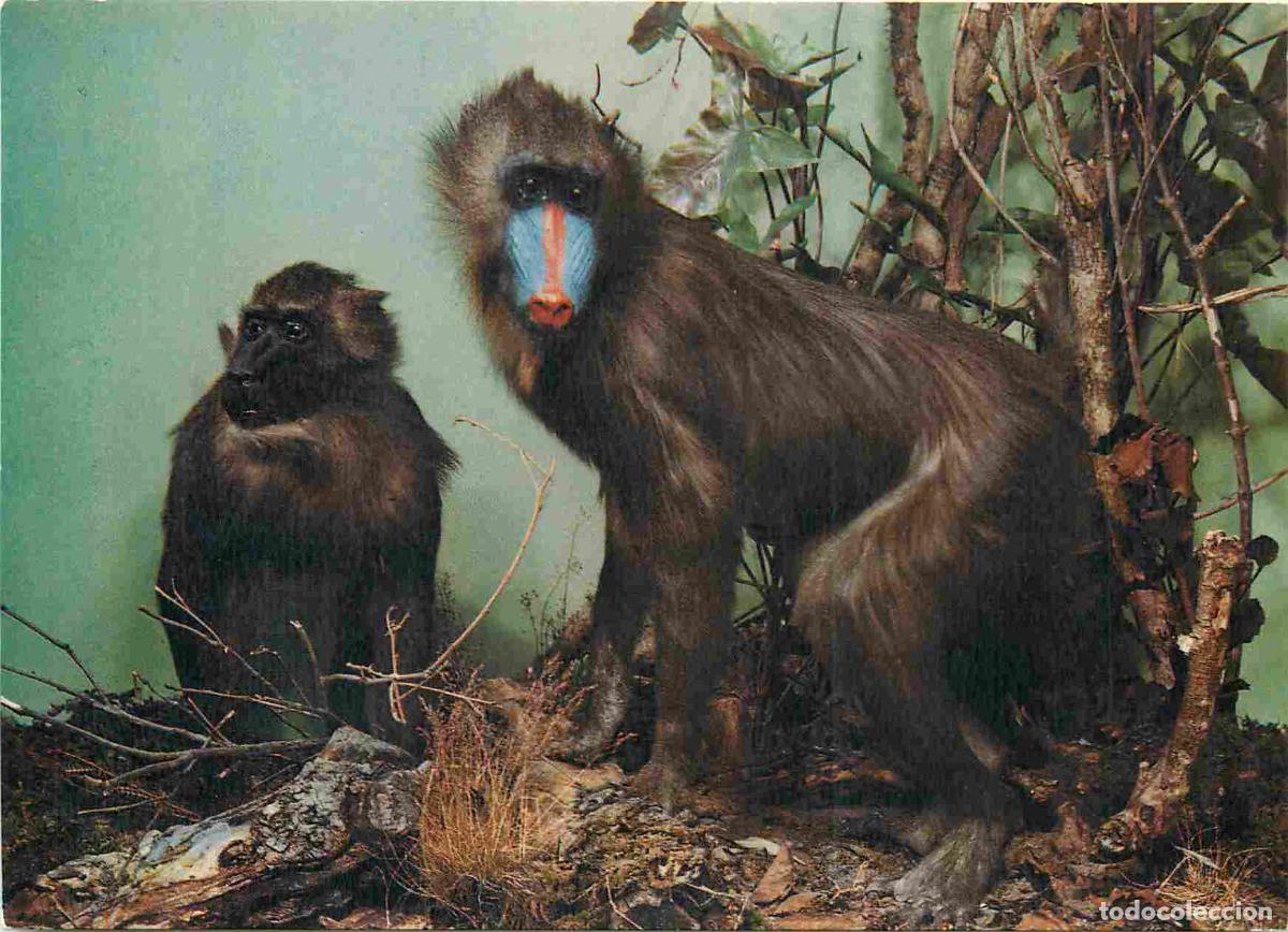 Cartes Postales: Carte Postale - Animaux - Singes - Museo Civico di Storia Naturale Milano - Mandrillo - Mandrille -