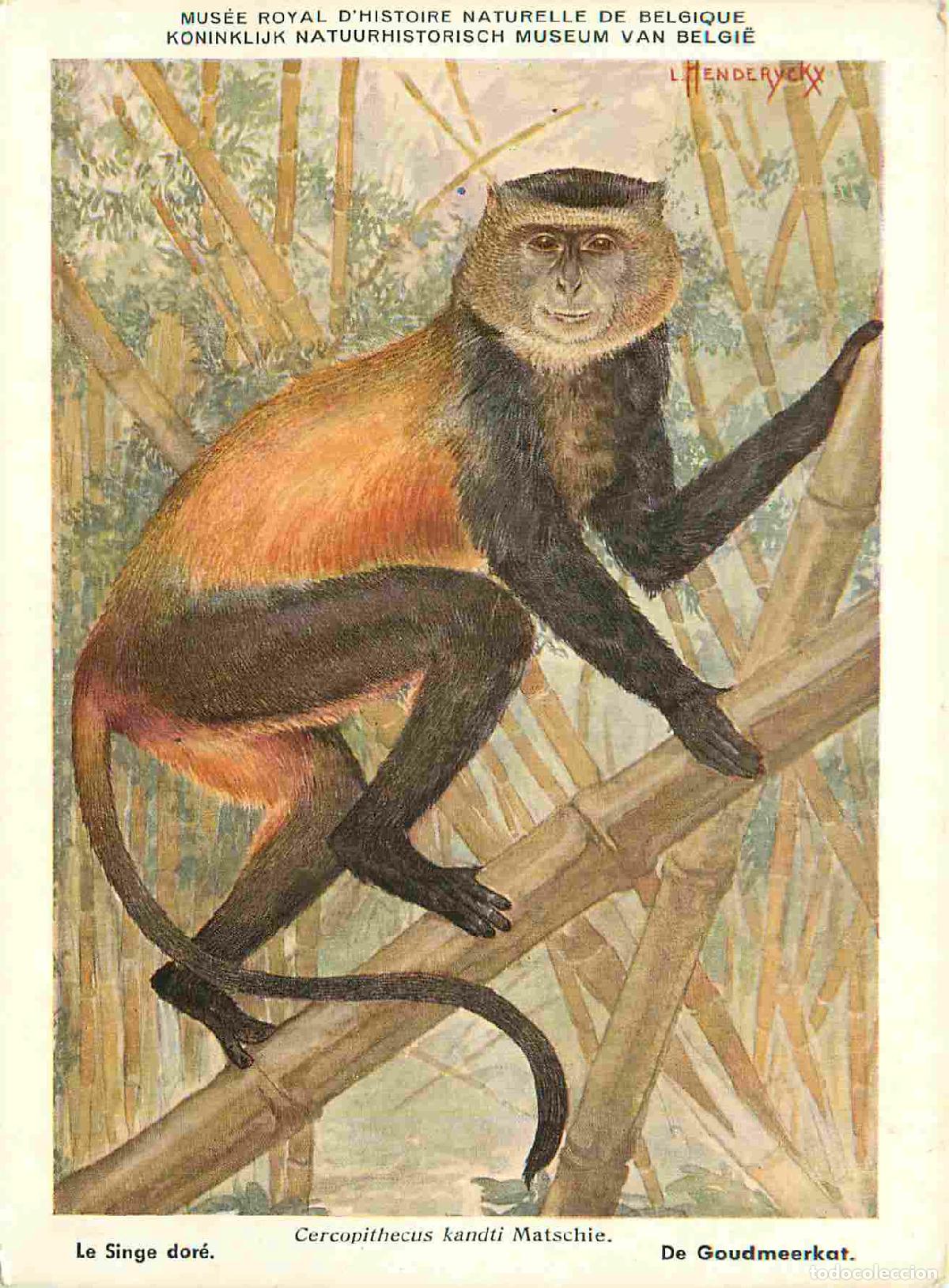 Cartes Postales: Carte Postale - Animaux - Singes - Art Peinture - Le singe dor&eacute; - Mus&eacute;e Royal d'histoire naturelle d