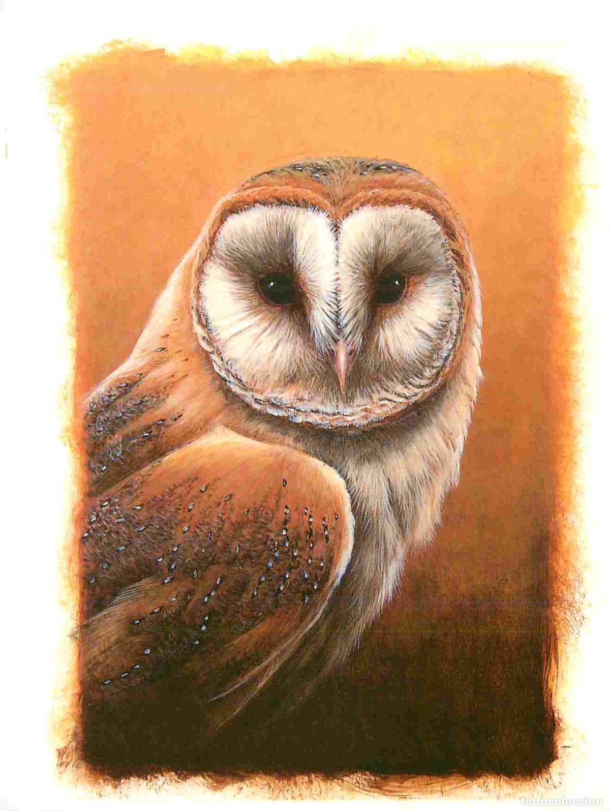 Cartes Postales: Carte Postale - Animaux - Oiseaux - Barn Owl - chouette effraie - Reproduced from a stamp designed b