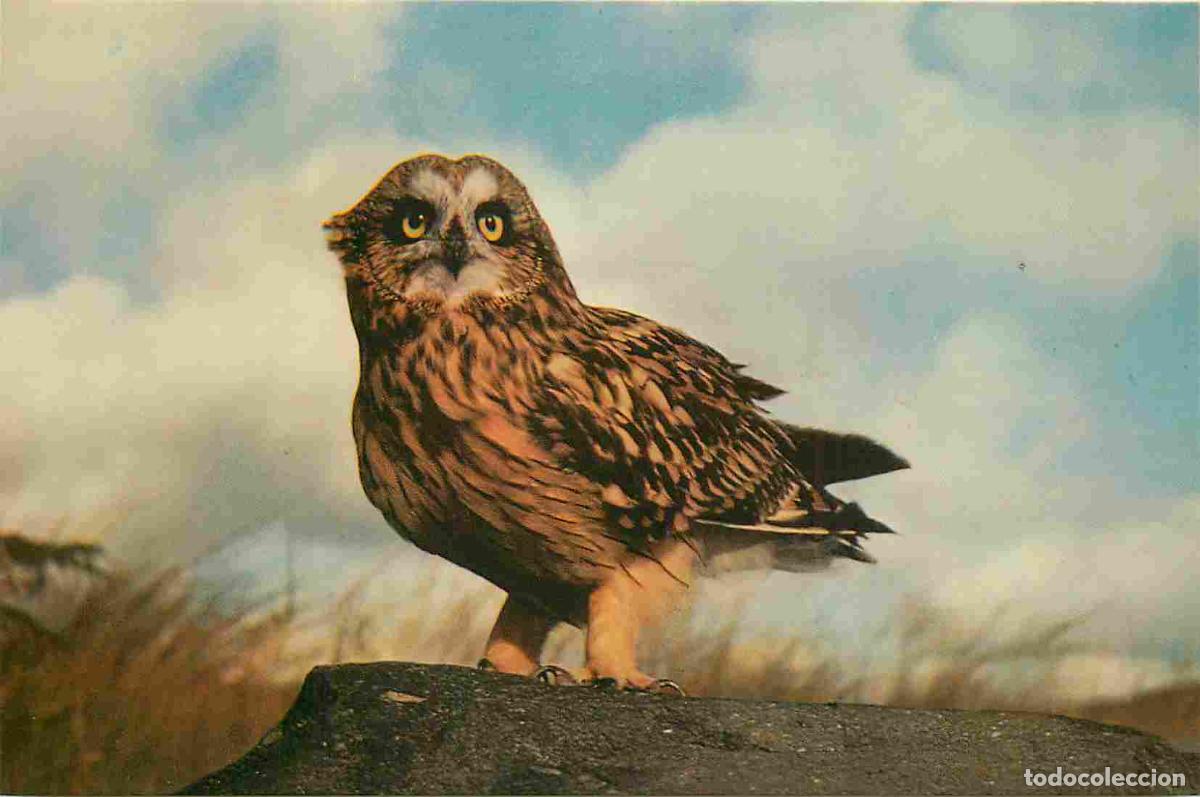 Cartes Postales: Carte Postale - Animaux - Oiseaux - Short-eared Owl - Hibou des marais - Birds - CPM - Voir Scans Re