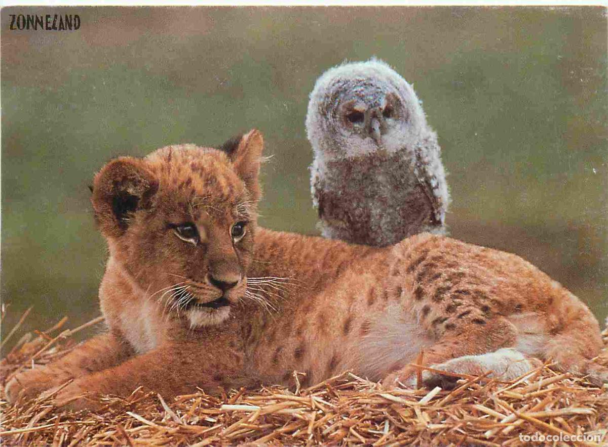 Postales: Carte Postale - Animaux - Oiseaux - Chouette et petit Lion - Zonneland - Birds - CPM - Voir Scans Re