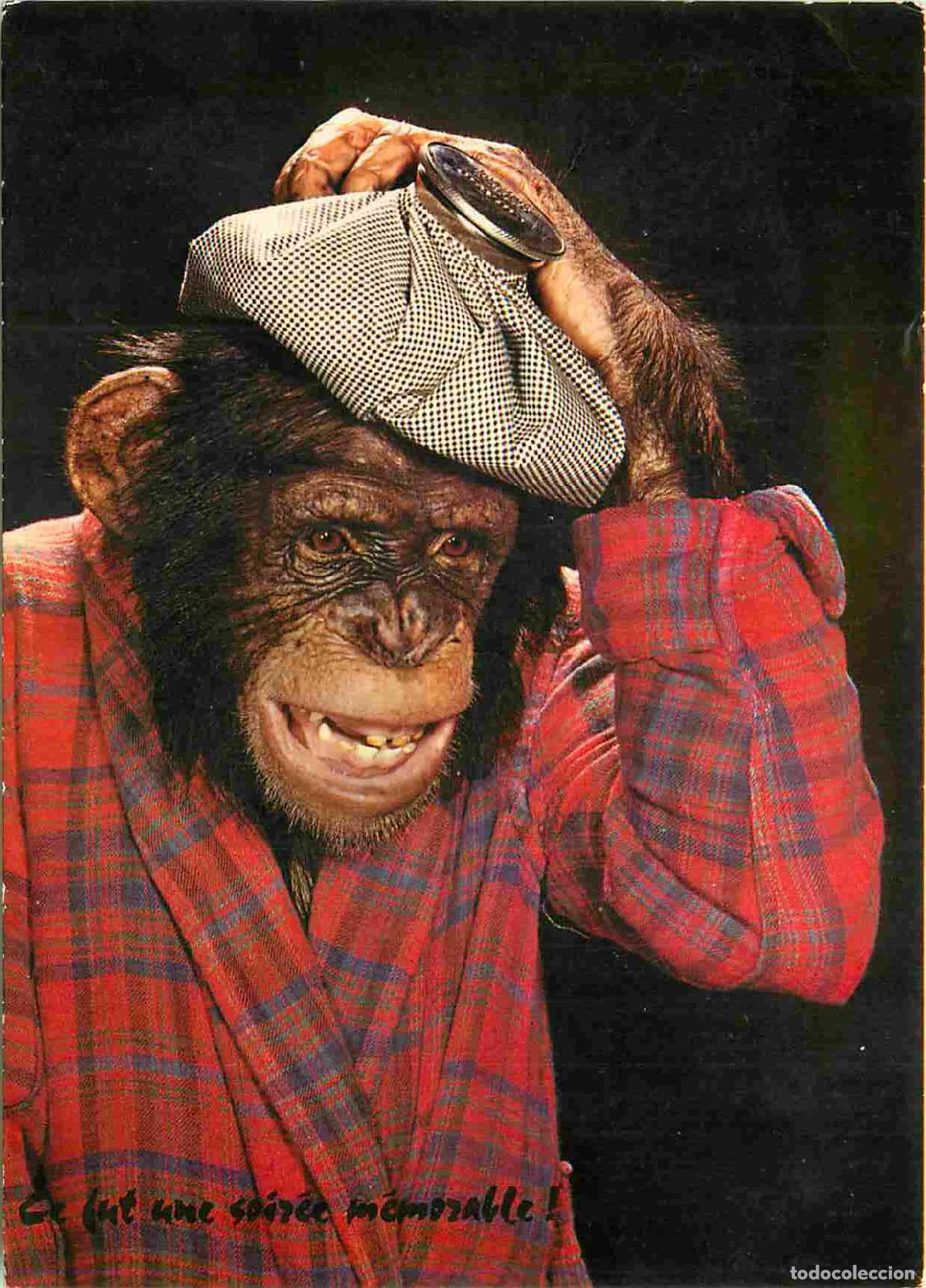 Cartes Postales: Carte Postale - Animaux - Singes - Chimpanz&eacute; - Animaux Humanis&eacute;s - Monkey - CPM - Voir Scans Recto-V