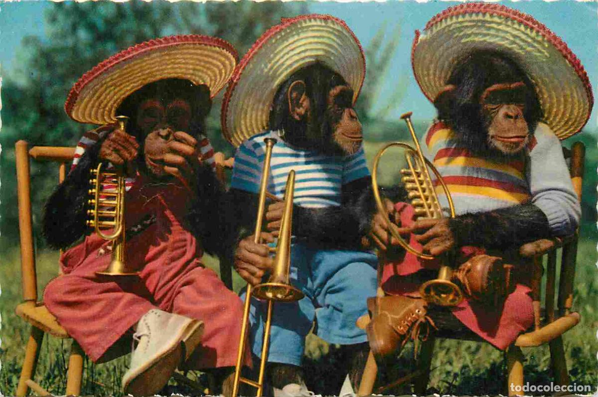 Cartes Postales: Carte Postale - Animaux - Singes - Chimpanz&eacute; - Animaux Humanis&eacute;s - Musique - Trompette - Monkey - CP