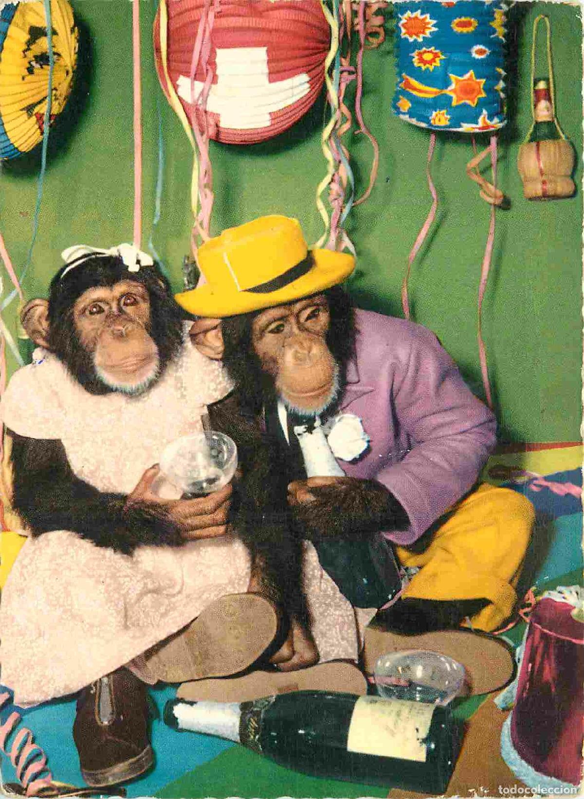 Cartes Postales: Carte Postale - Animaux - Singes - Chimpanz&eacute; - Animaux Humanis&eacute;s - Fetes - Monkey - CPM - Voir Scans