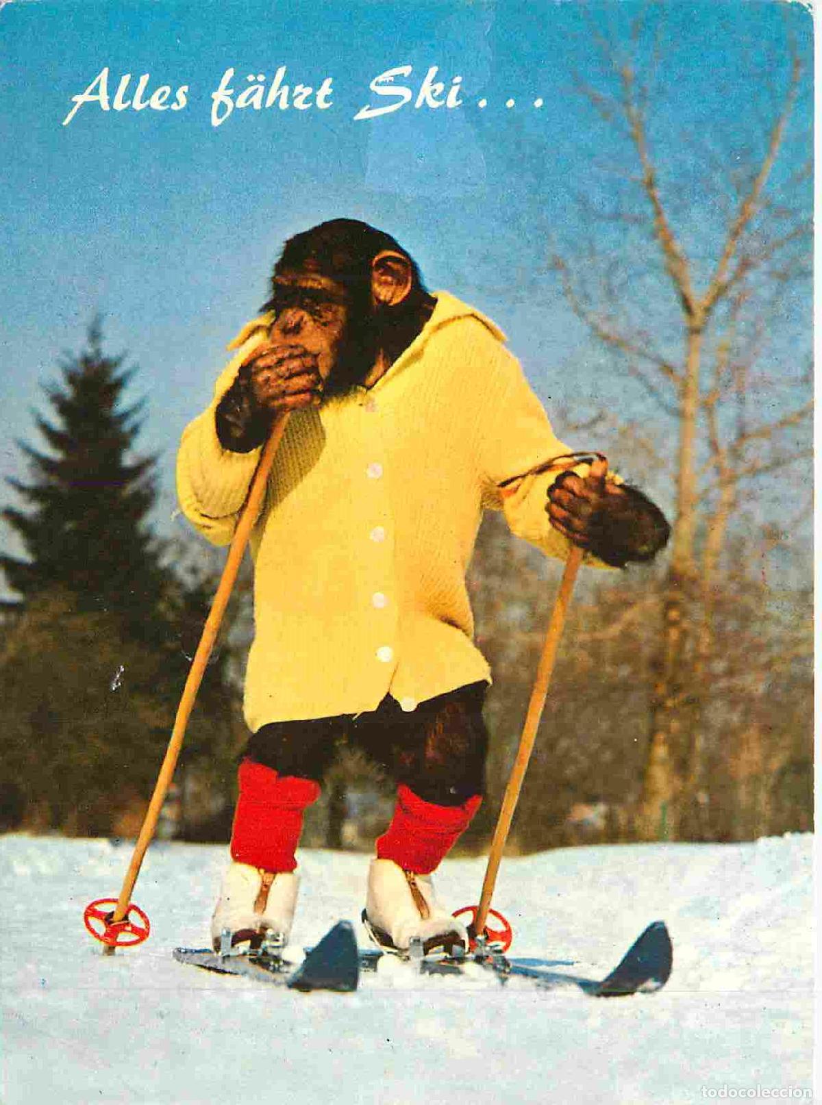 Cartes Postales: Carte Postale - Animaux - Singes - Chimpanz&eacute; - Animaux Humanis&eacute;s - Sport - Ski de fond - Monkey - CP