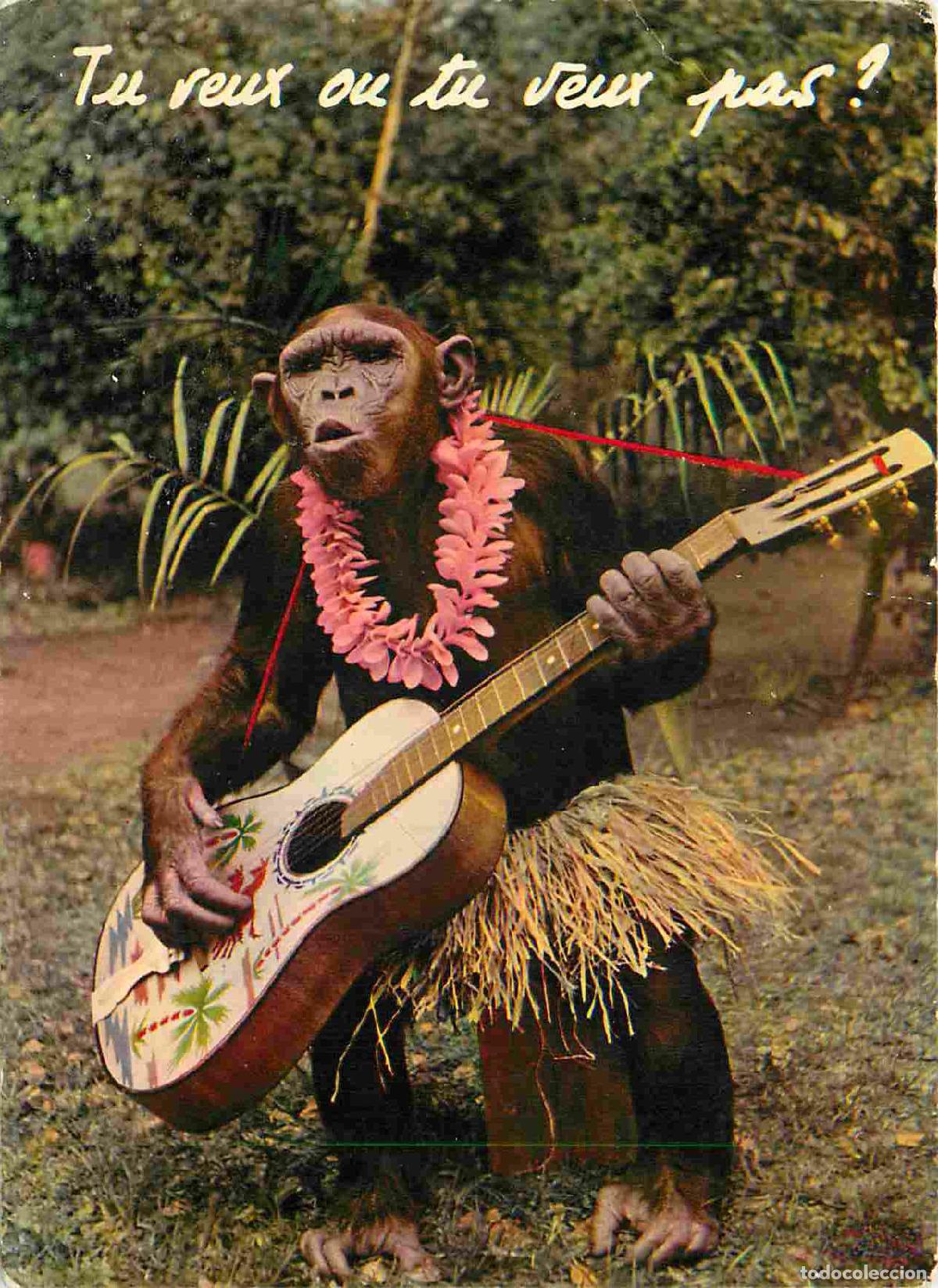Cartes Postales: Carte Postale - Animaux - Singes - Chimpanz&eacute; - Animaux Humanis&eacute;s - Musique - Guitare - Monkey - CPM