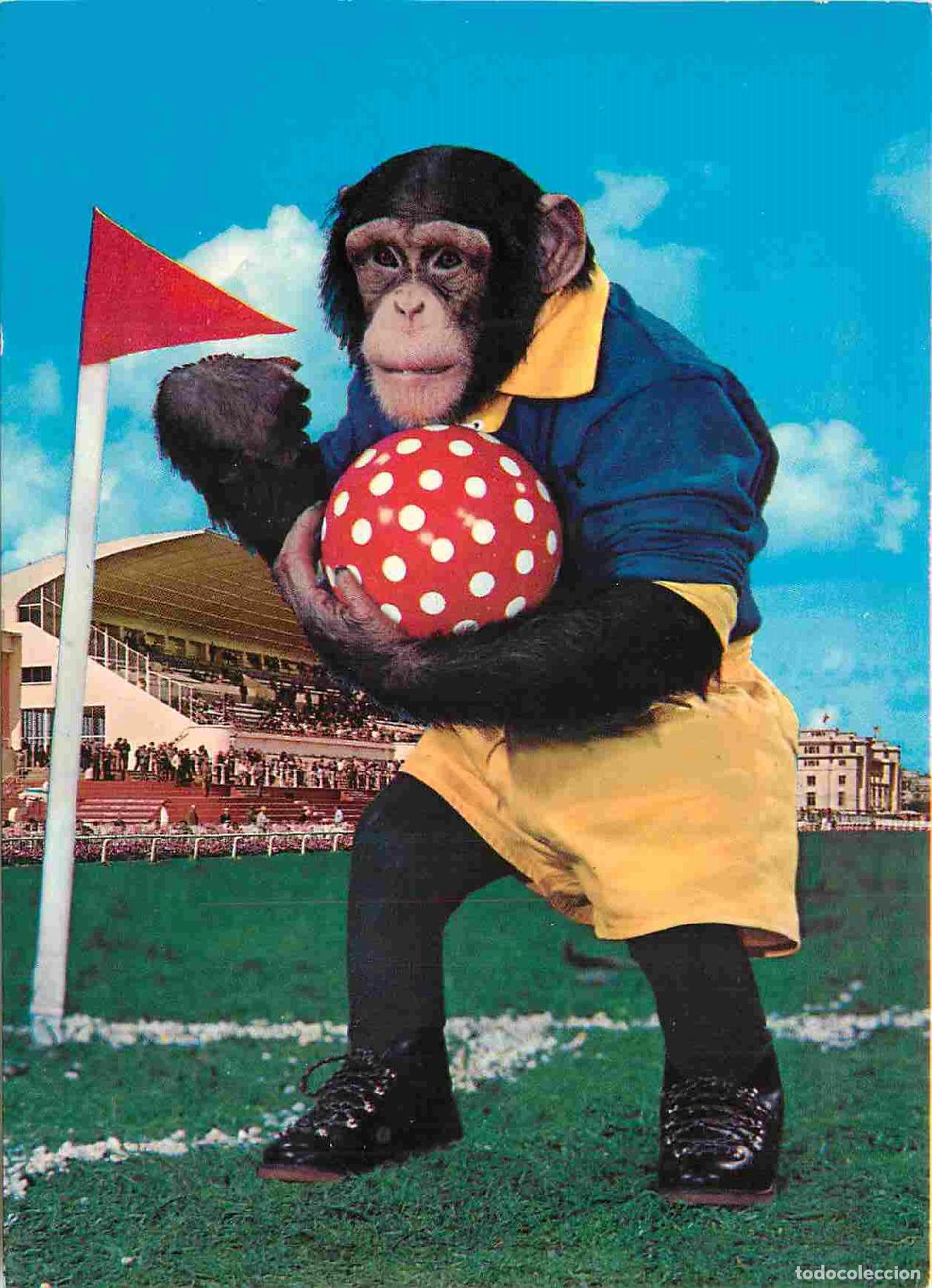 Cartes Postales: Carte Postale - Animaux - Singes - Chimpanz&eacute; - Animaux Humanis&eacute;s - Sport - Football - Monkey - CPM -
