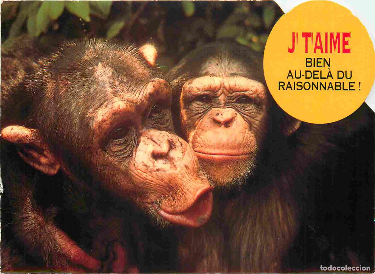 Cartes Postales: Carte Postale - Animaux - Singes - Chimpanz&eacute; - Monkey - CPM - Voir Scans Recto-Verso