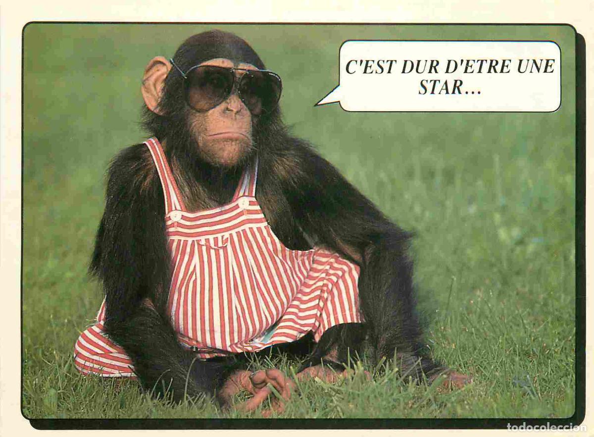 Cartes Postales: Carte Postale - Animaux - Singes - Chimpanz&eacute; - Monkey - CPM - Voir Scans Recto-Verso
