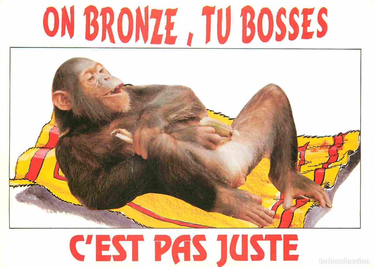 Cartes Postales: Carte Postale - Animaux - Singes - Chimpanz&eacute; - Monkey - CPM - Voir Scans Recto-Verso
