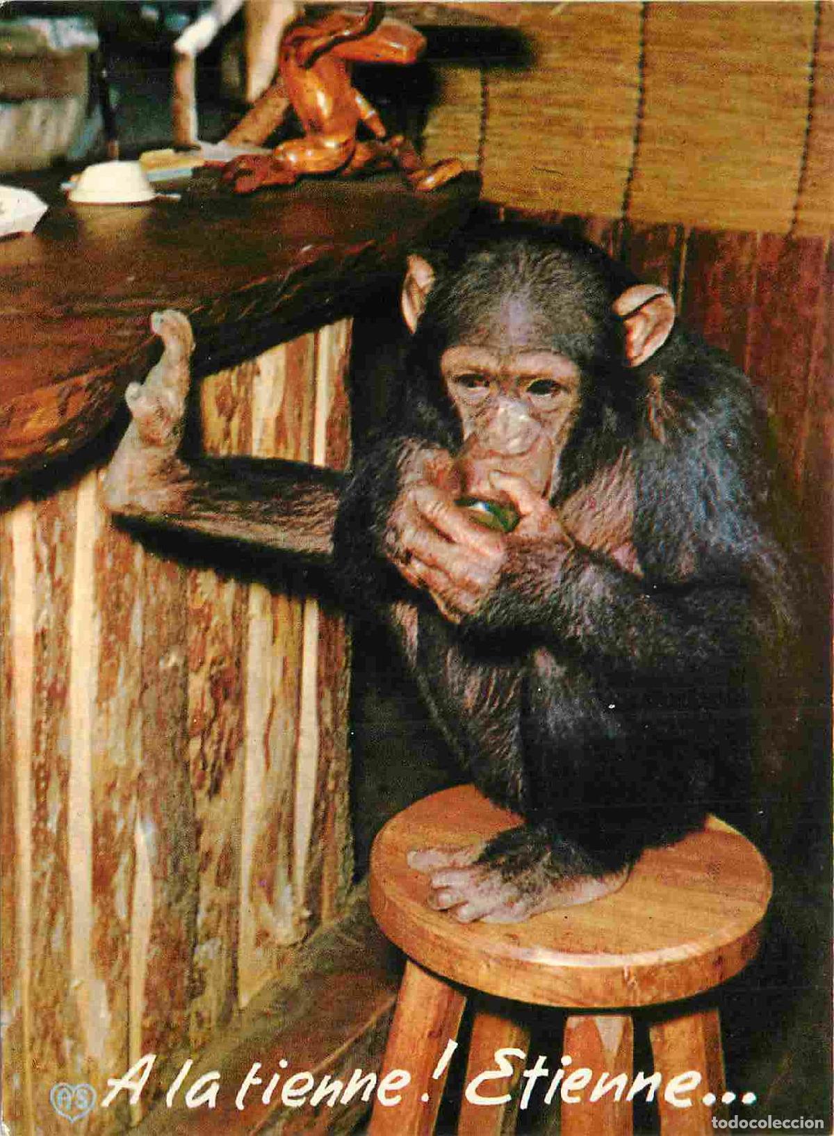 Postais: Carte Postale - Animaux - Singes - Chimpanz&eacute; - Monkey - CPM - Voir Scans Recto-Verso