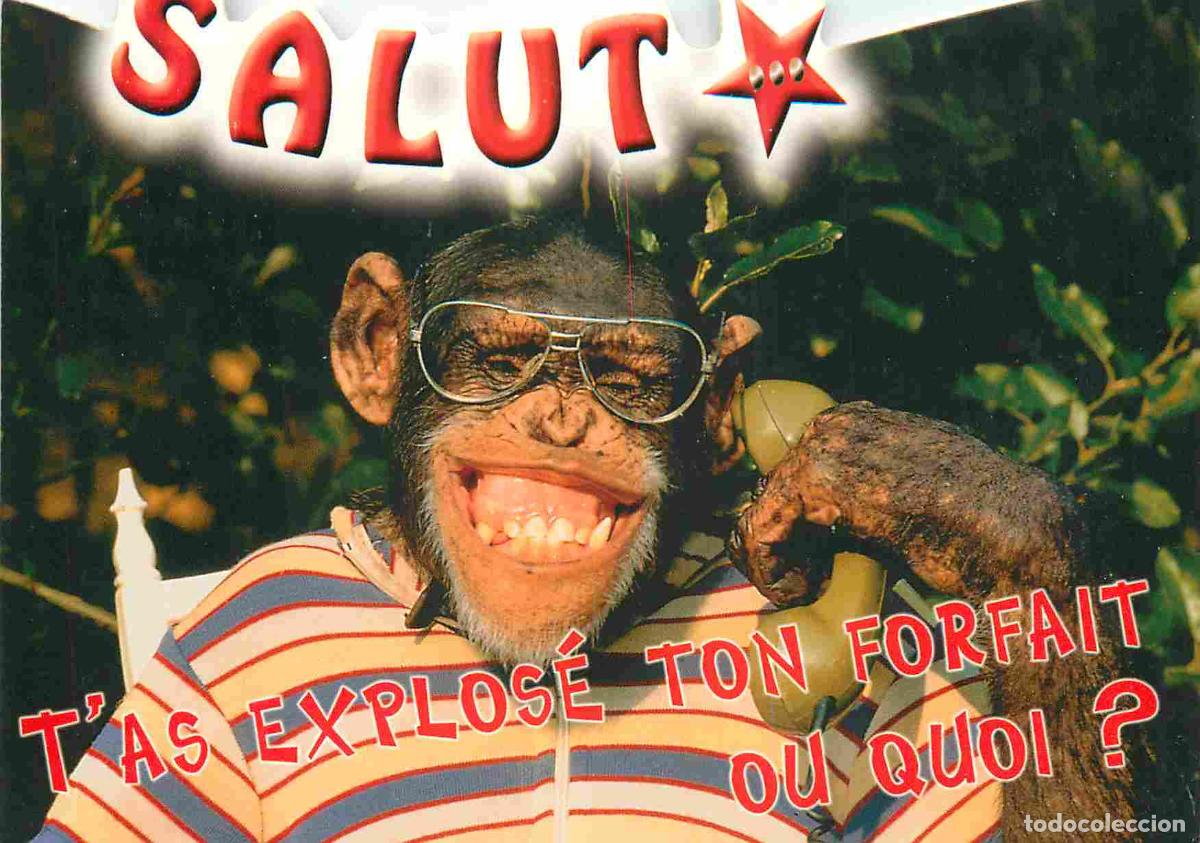 Cartoline: Carte Postale - Animaux - Singes - Chimpanz&eacute; - Monkey - CPM - Voir Scans Recto-Verso