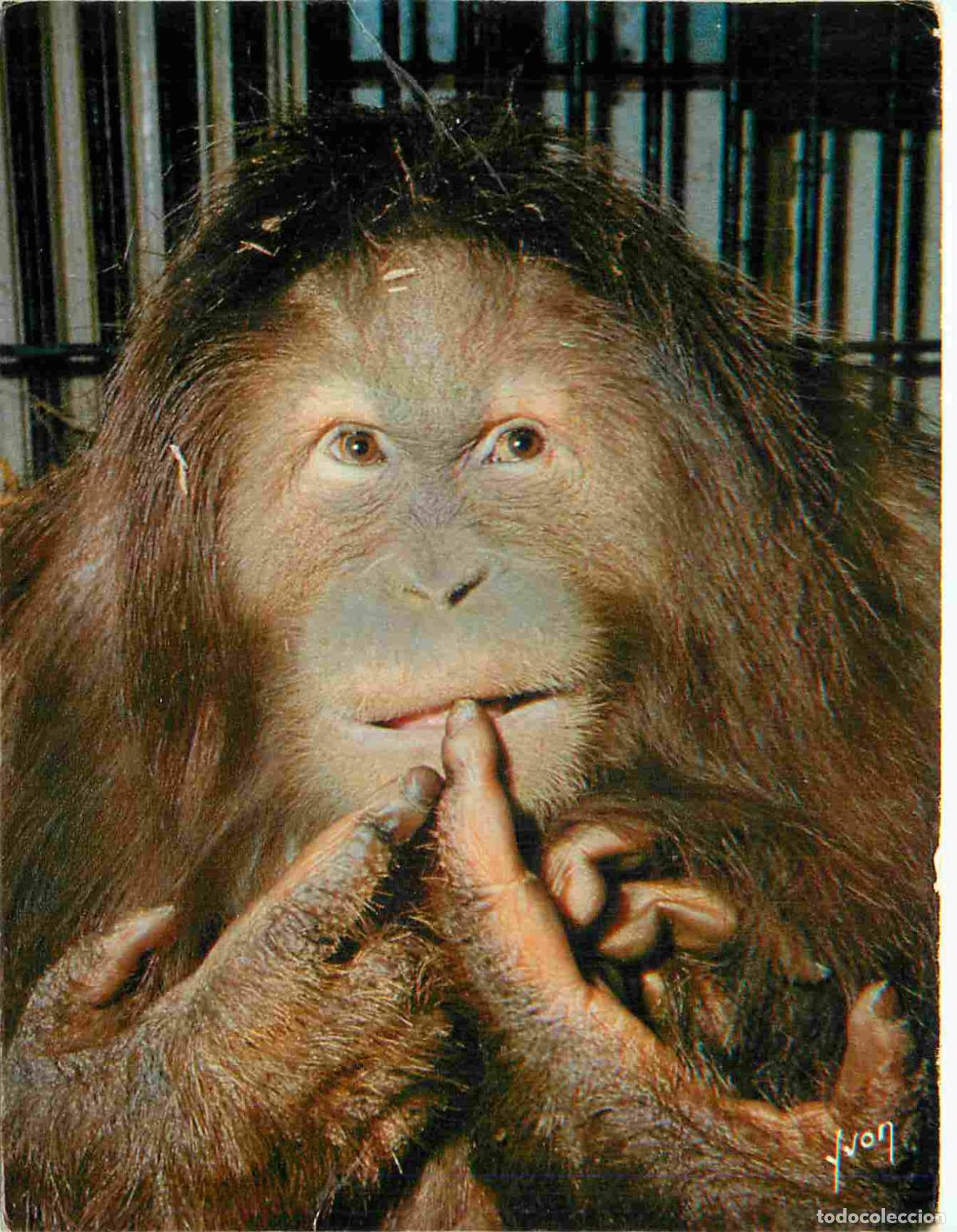 Postales: Carte Postale - Animaux - Singes - Orang-Outan - Monkey - CPM - Voir Scans Recto-Verso