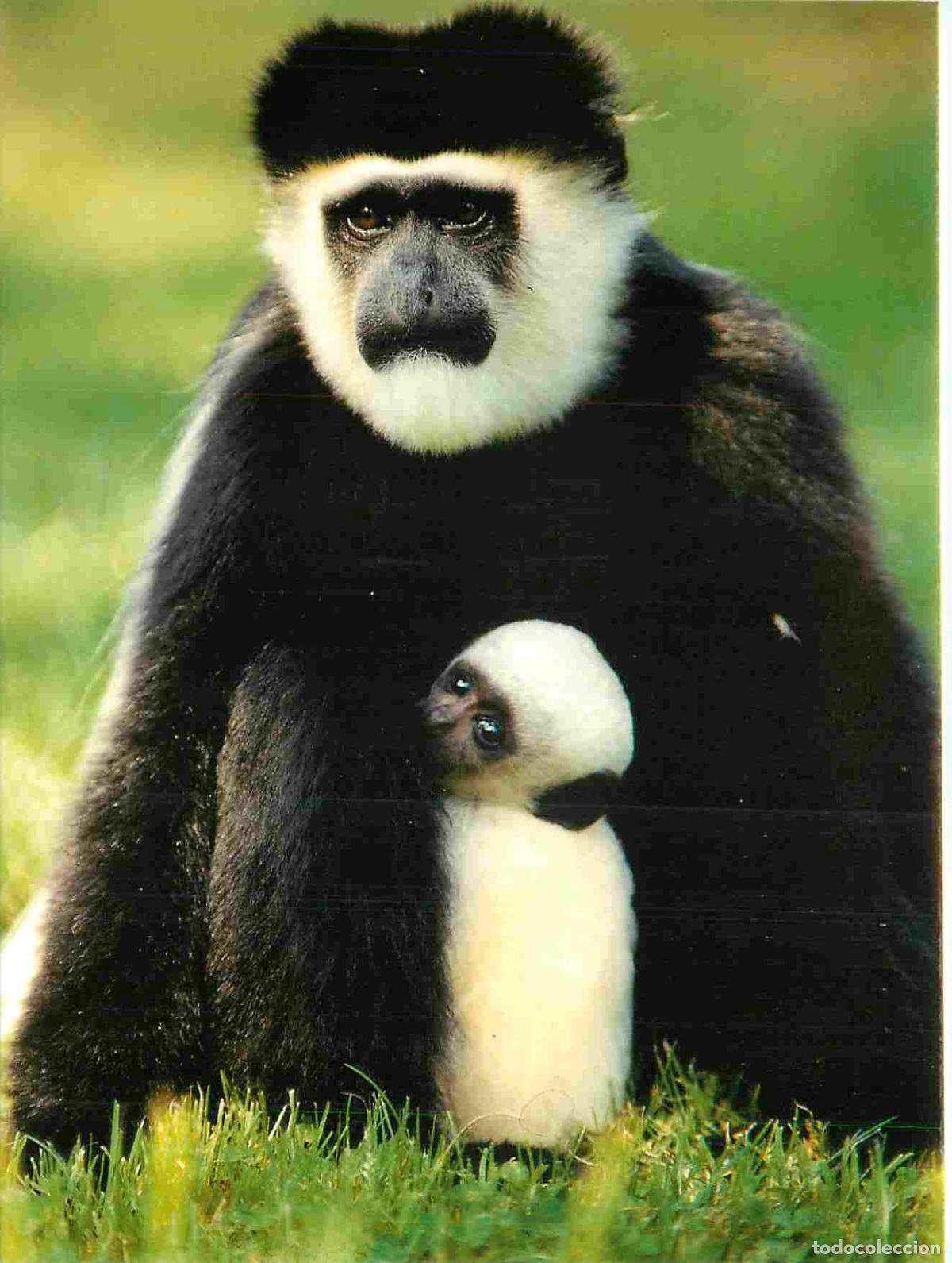 Postales: Carte Postale - Animaux - Singes - Zoo de La Fl&egrave;che - Colobes de Guerezas - Monkey - CPM - Voir Scan