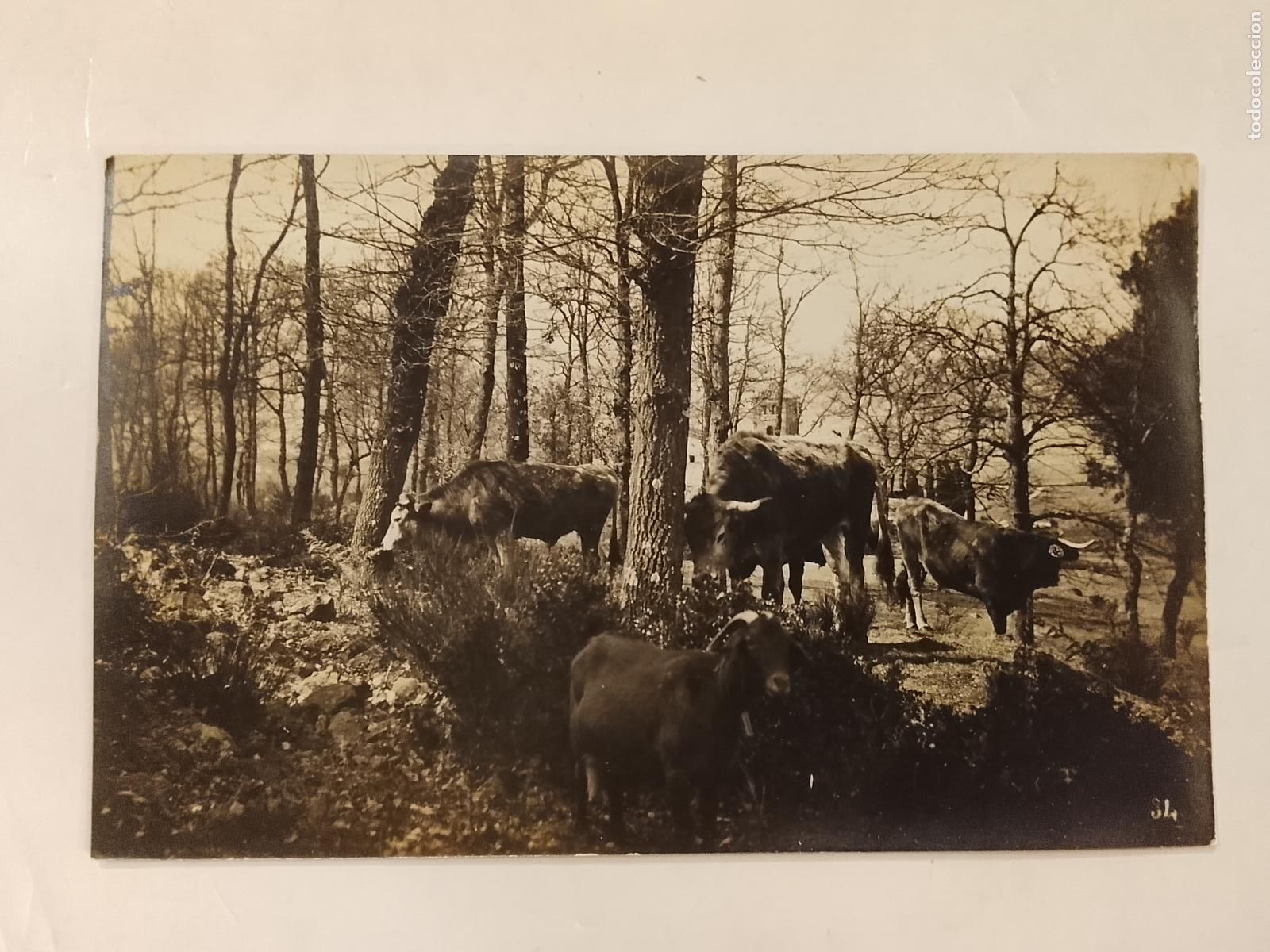 Postales: LUGAR SIN IDENTIFICAR - GANADO - FOTOGRAFICA -POSTAL ANTIGUA-(115.576)