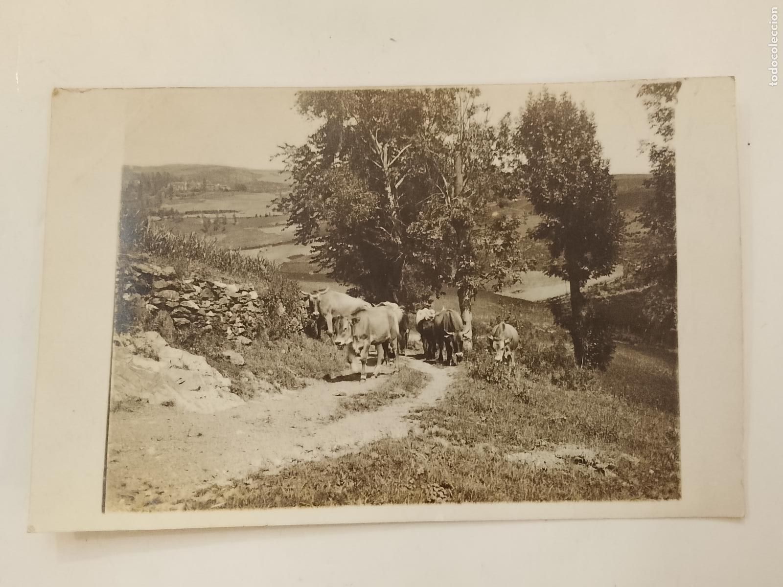 Postales: EL GANADO - FOTOGRAFICA - POSTAL ANTIGUA -(115.671)