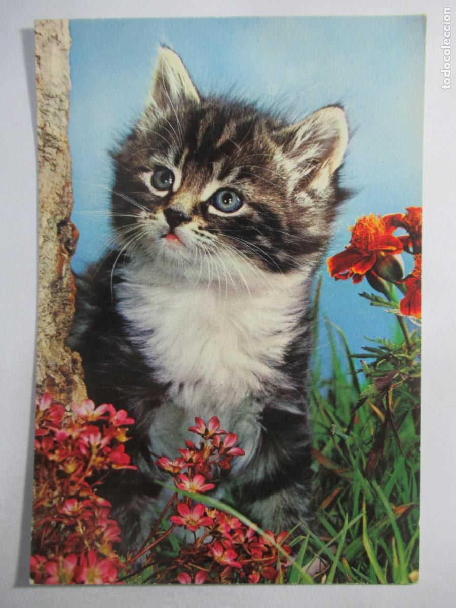 Postales: Postal Gato Gatito - S/C