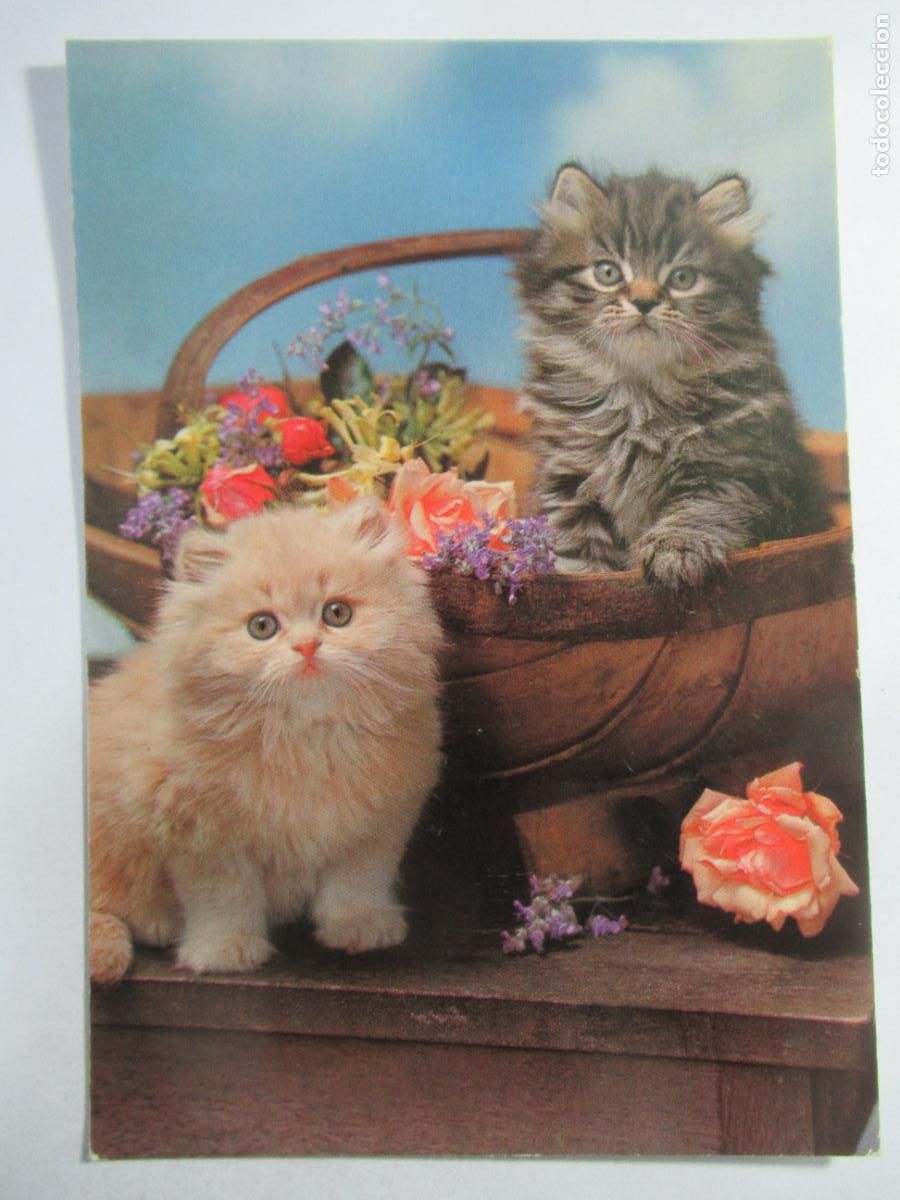Postales: Postal Gato Gatito - S/C