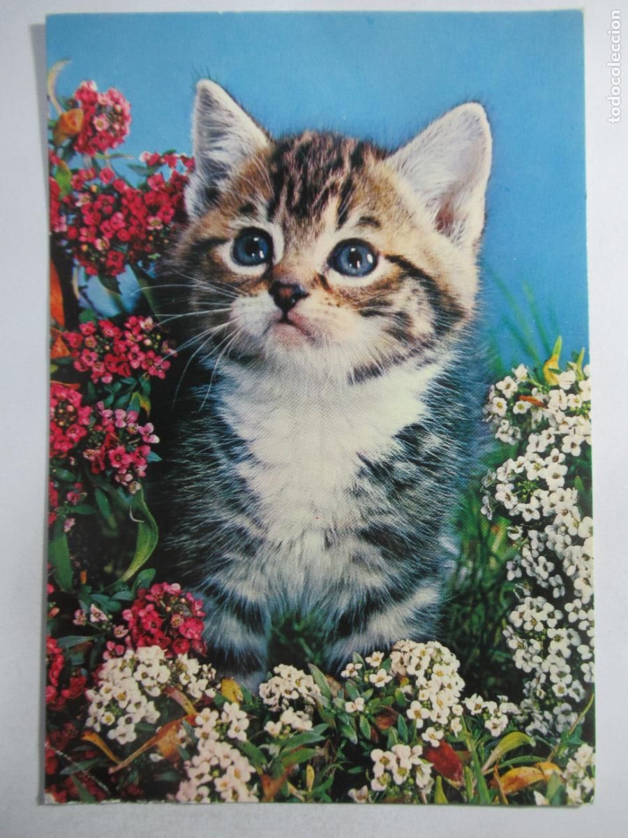 Postales: Postal Gato Gatito - S/C