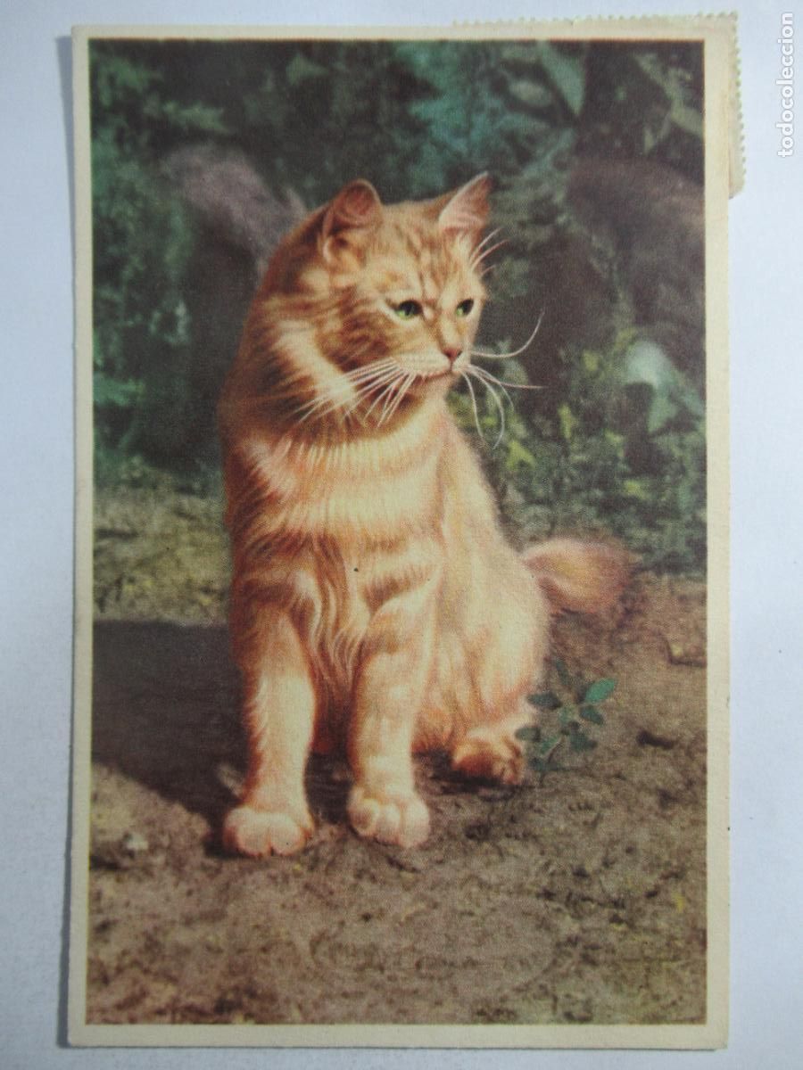 Postales: Postal Gato Gatito - Circulada - Foto 1