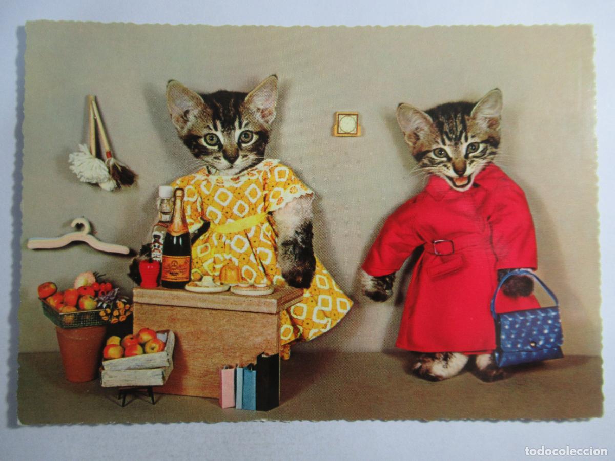 Postales: Postal Gato Gatito - Escrita - Foto 1