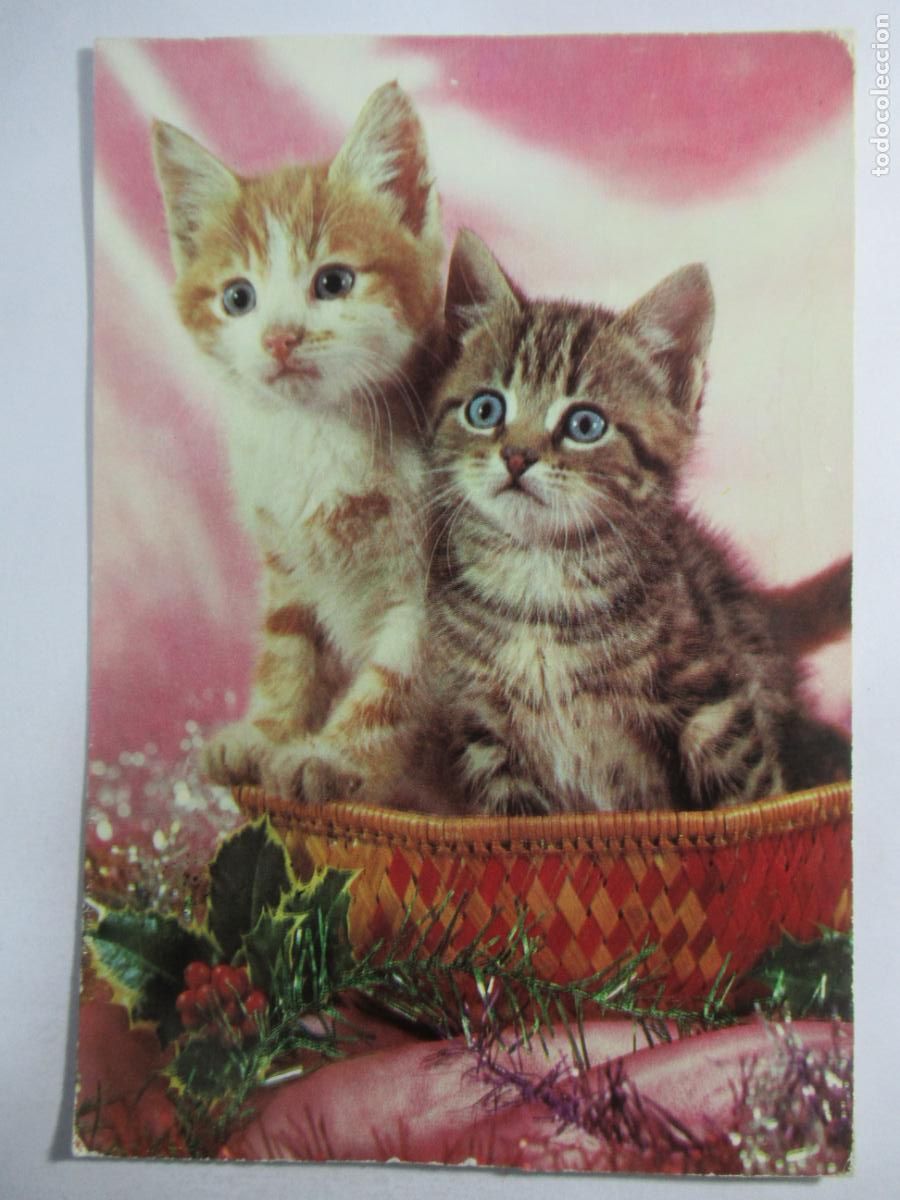 Postales: Postal Gato Gatito - Escrita - Foto 1
