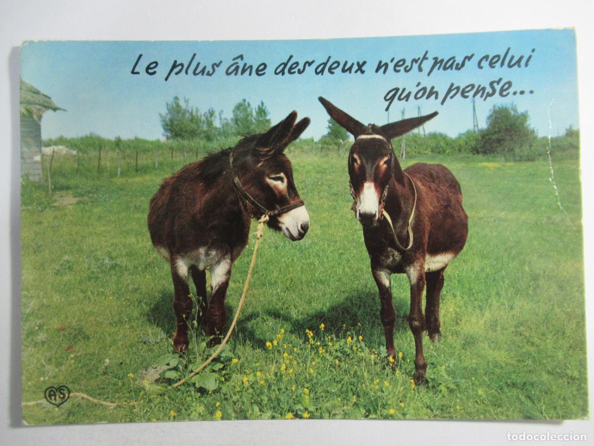 Postales: Postal Burros asnos - Circulada - Foto 1