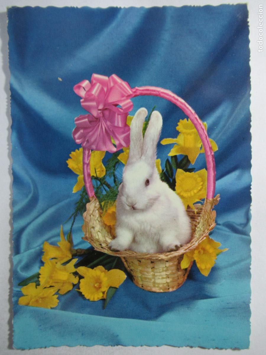 Postales: Postal Conejo - Escrita