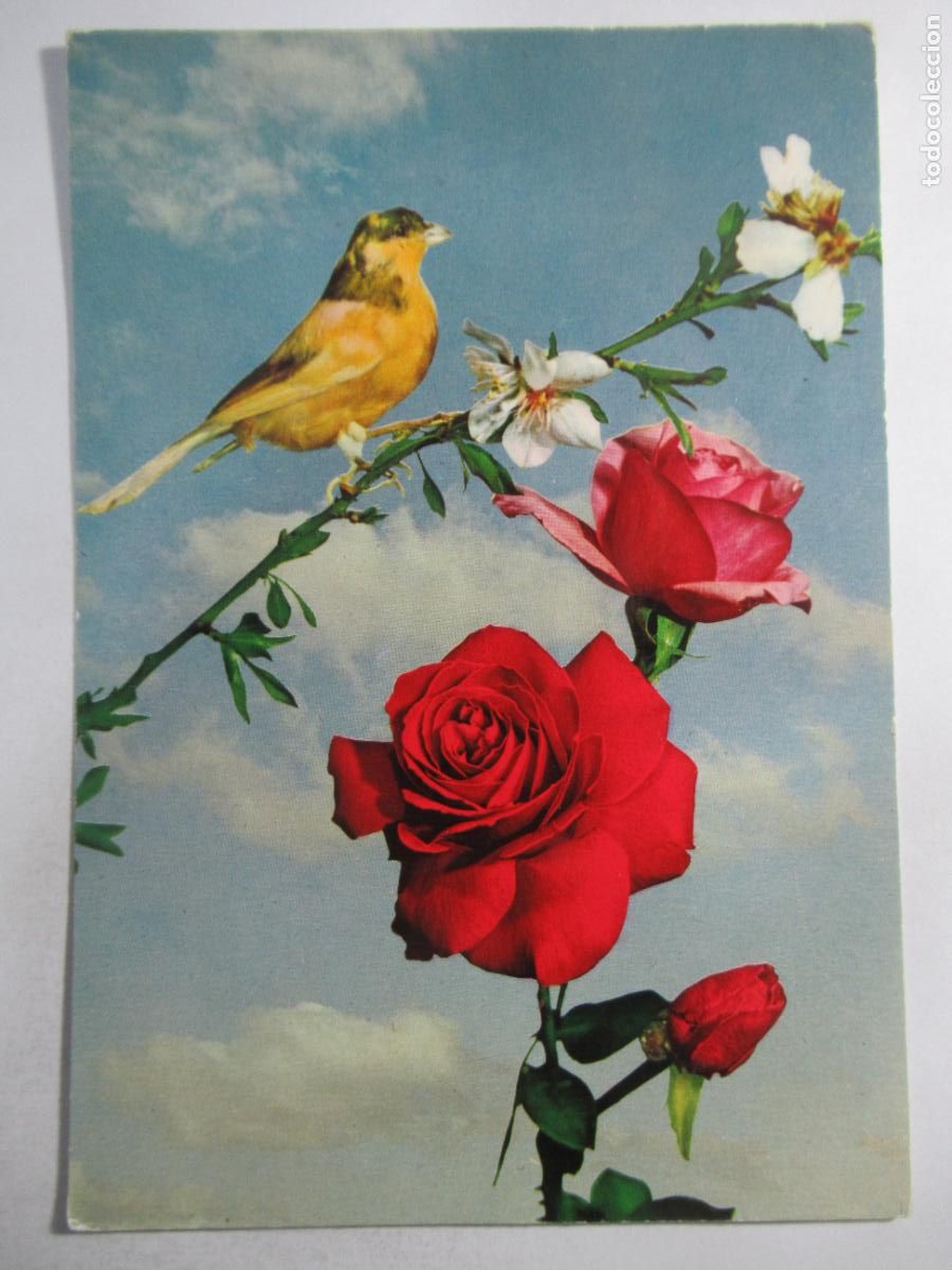 Postales: Postal Pajaro y Flores - Circulada