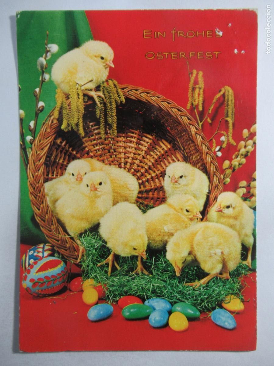 Postales: Postal Pollitos - Escrita