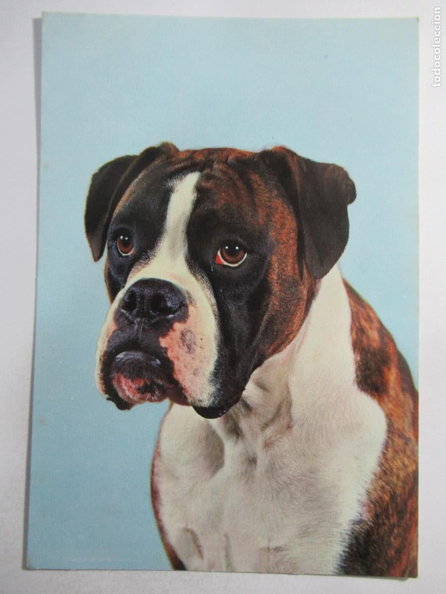 Postales: Postal Perro - Circulada