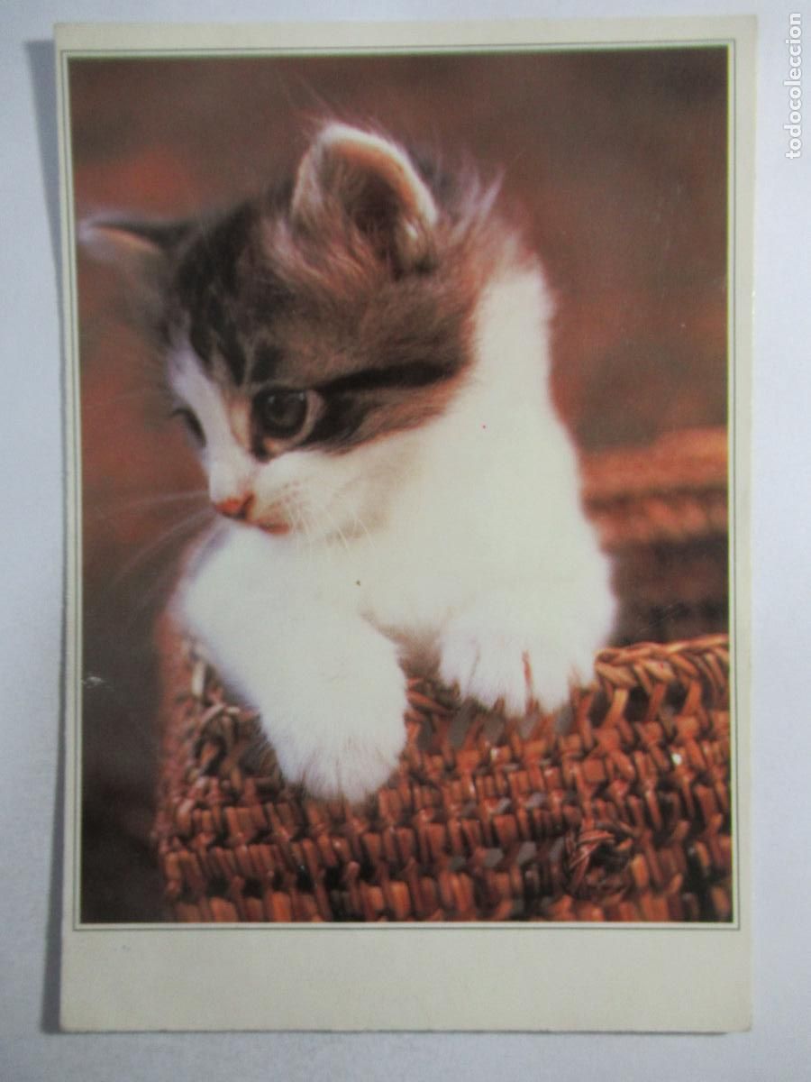 Postales: Postal Gato Gatito - Escrita