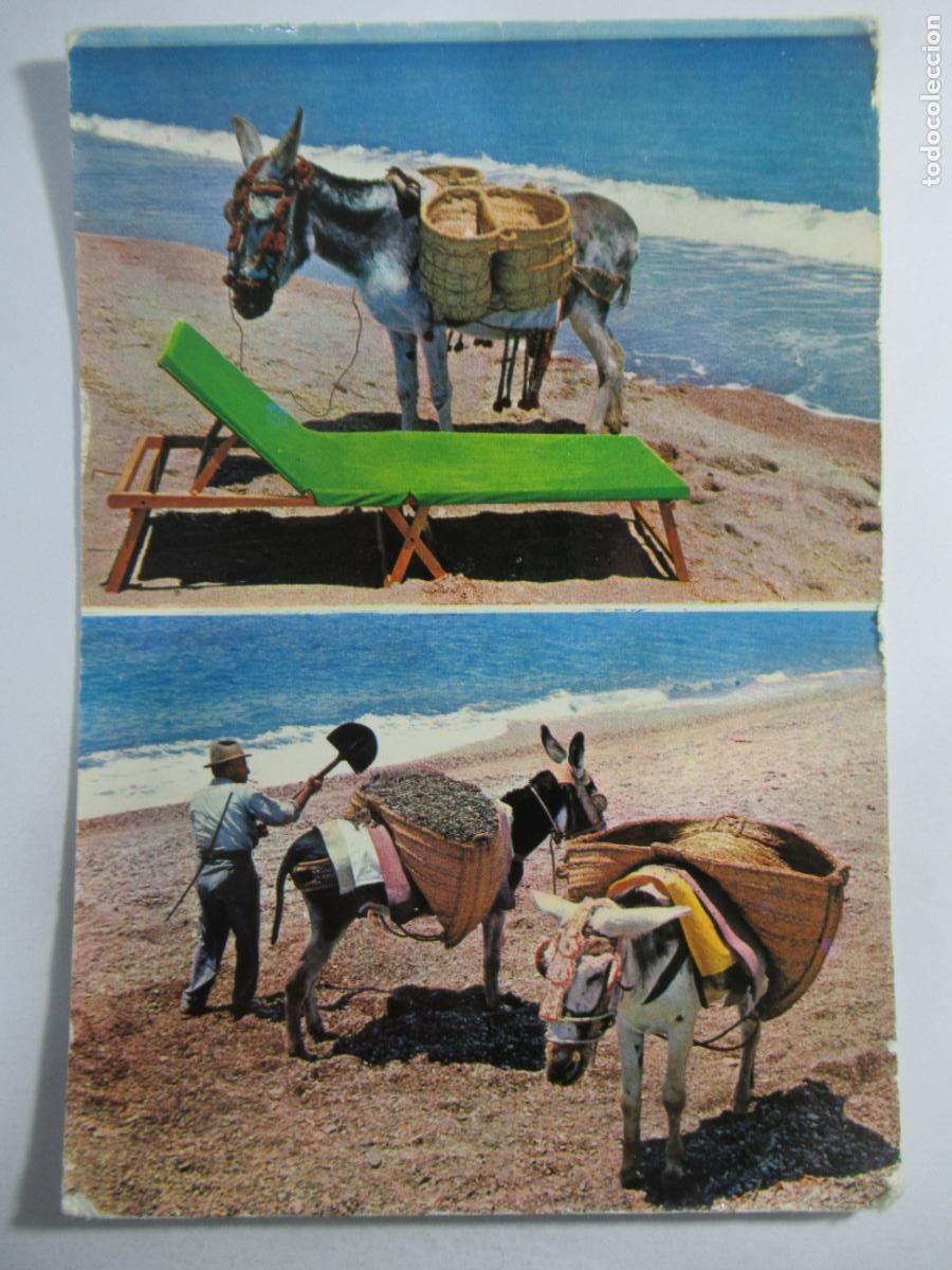 Postales: Postal Burro Burrito - S/C