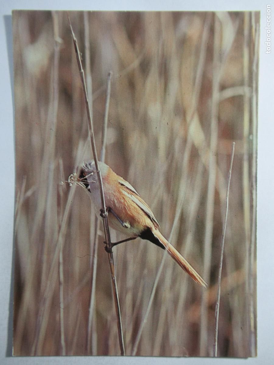 Postales: Postal Pajaro Bigotudo - S/C