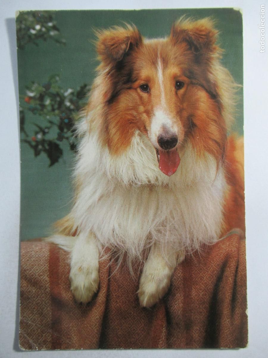 Postales: Postal Perro - S/C --