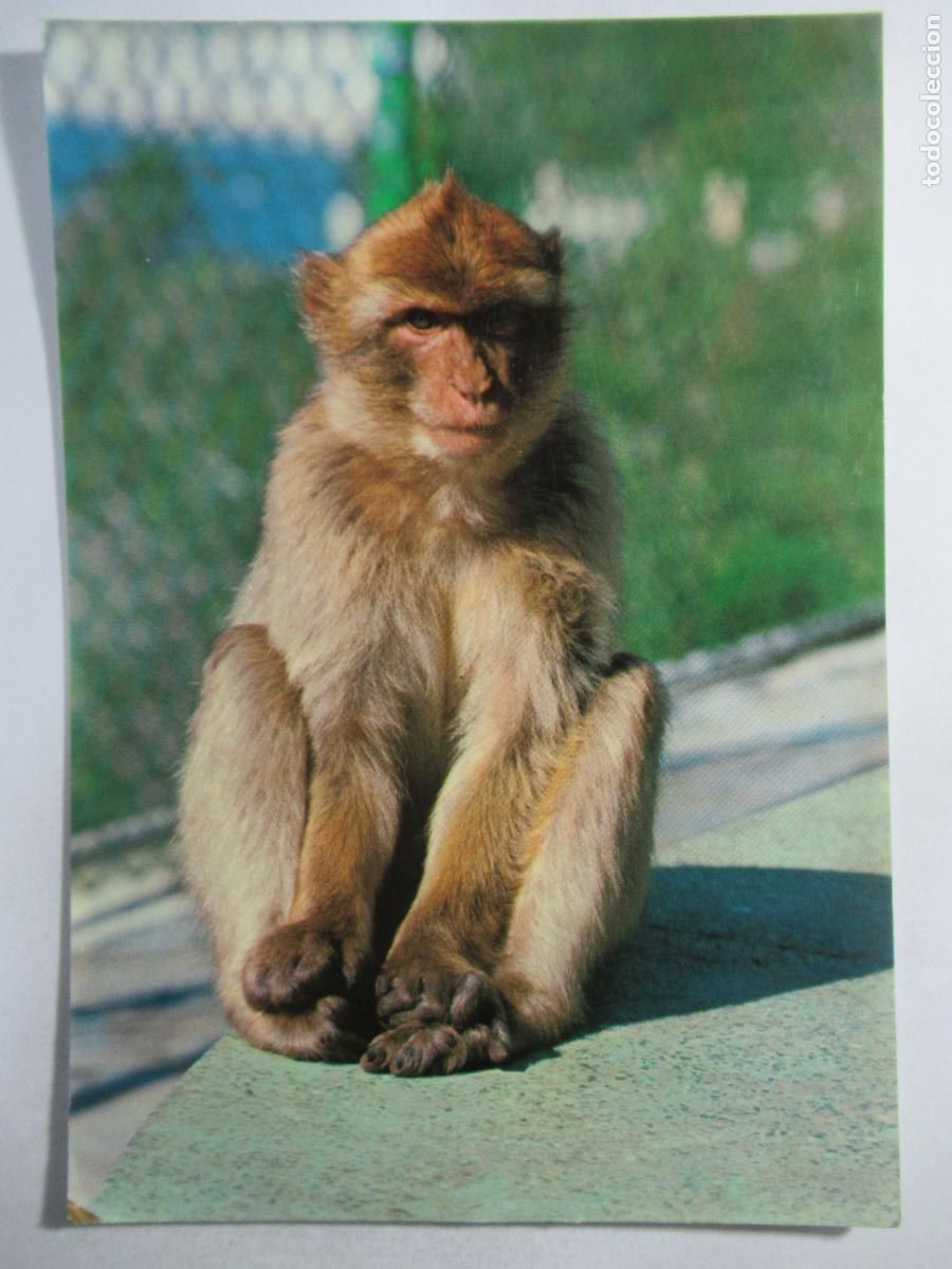 Postales: Postal Mono - Gibraltar - S/C