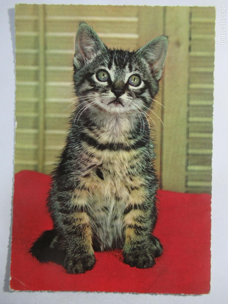 Postales: Postal Gato Gatito - Escrita - Foto 1