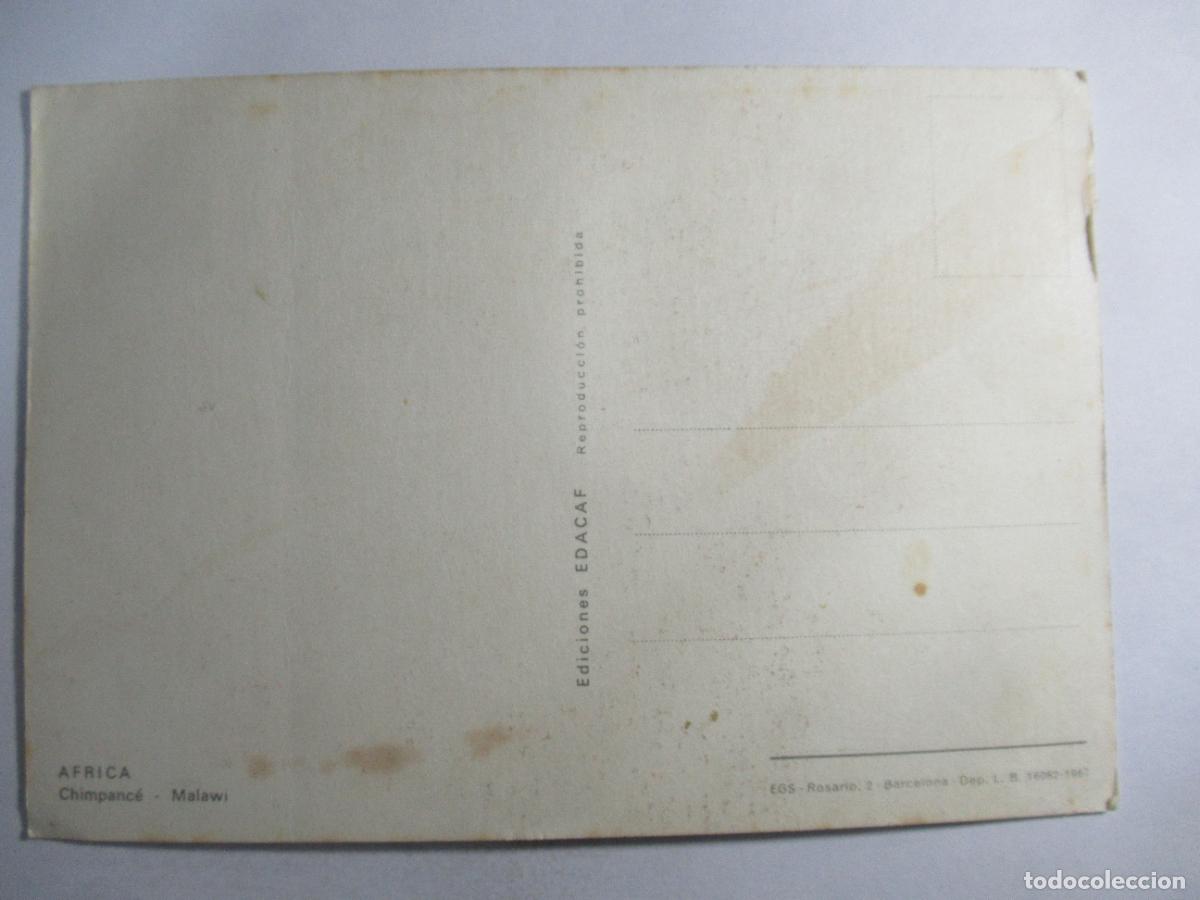Postales: Postal Chimpanc&eacute; - S/C - Foto 2