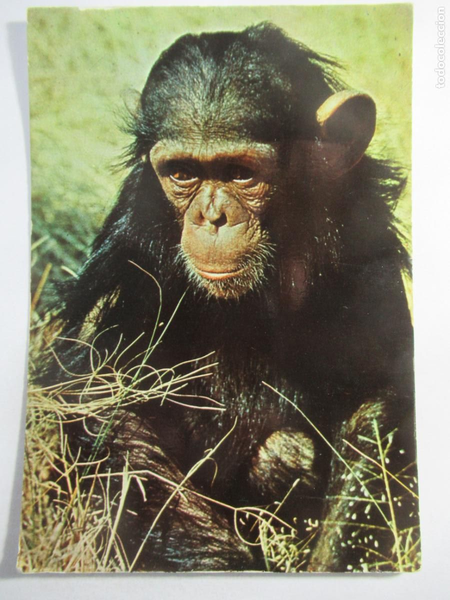 Postales: Postal Chimpanc&eacute; - S/C - Foto 1