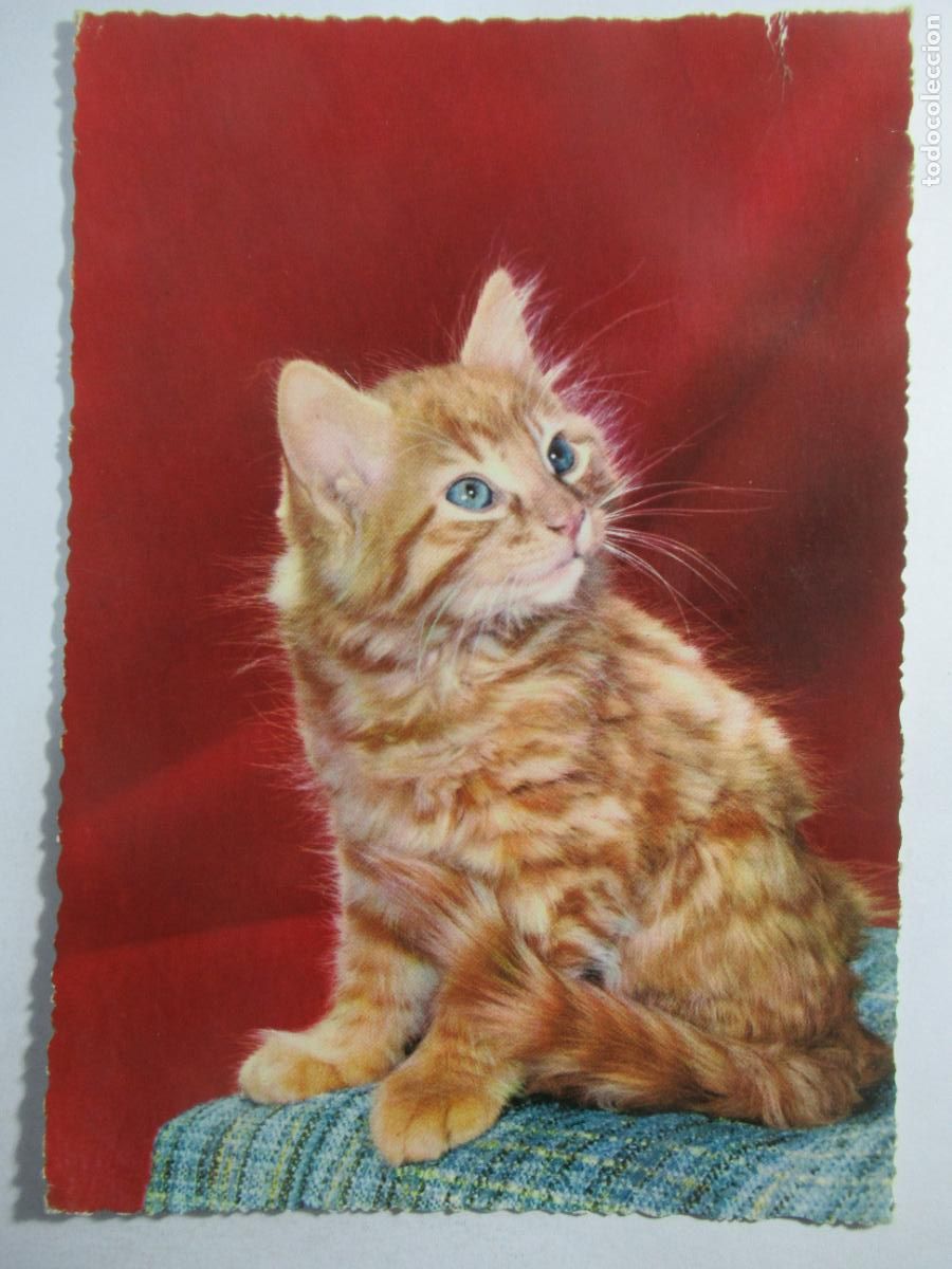 Postales: Postal Gato Gatito - Escrita - Foto 1