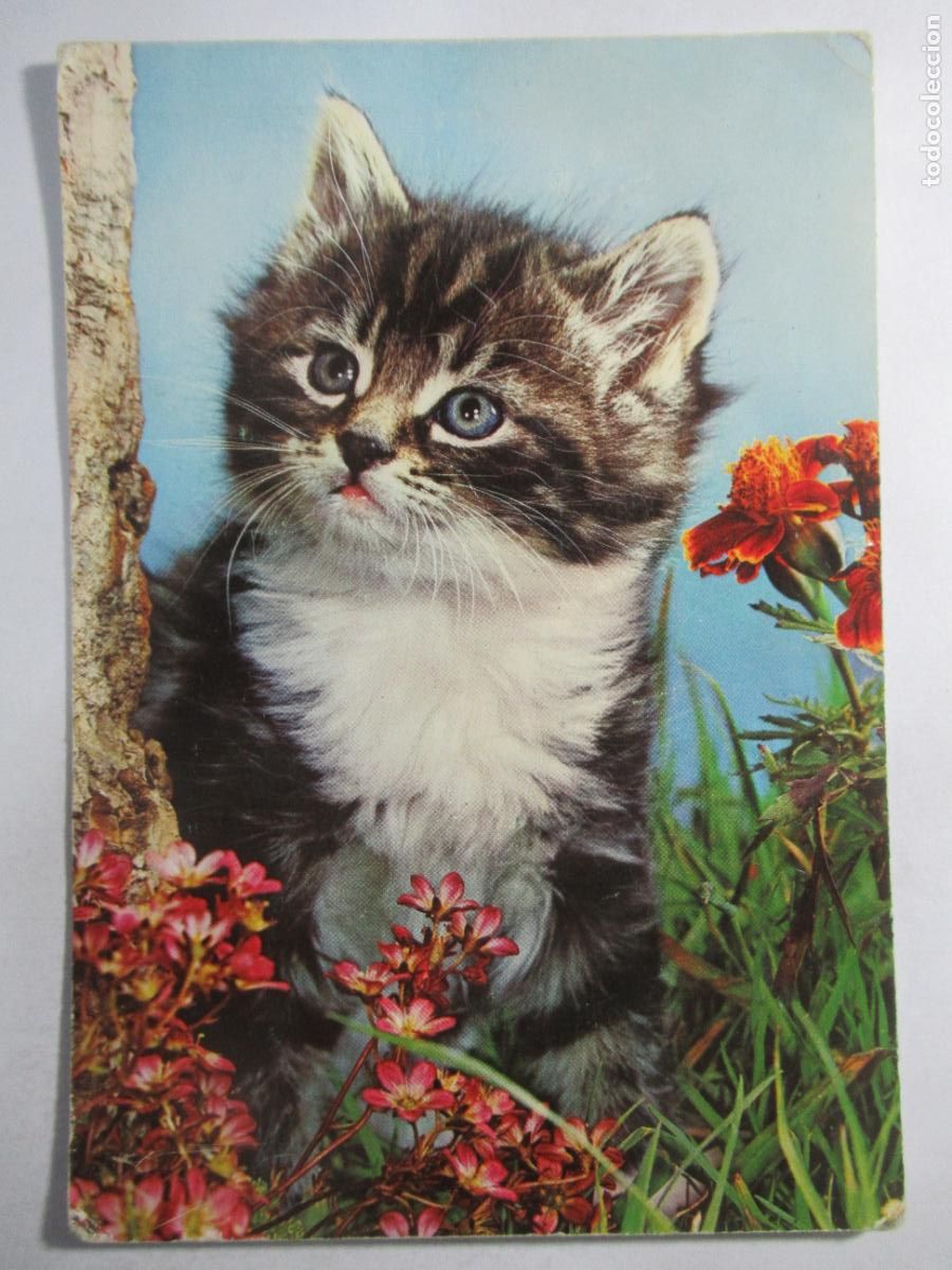 Postales: Postal Gato Gatito - S/C
