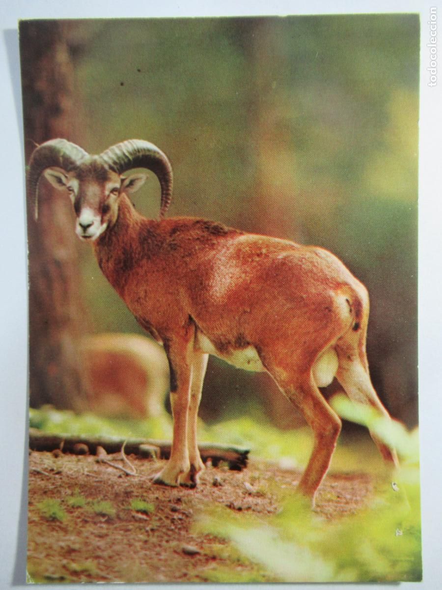 Postales: Postal Mufflon - Escrita