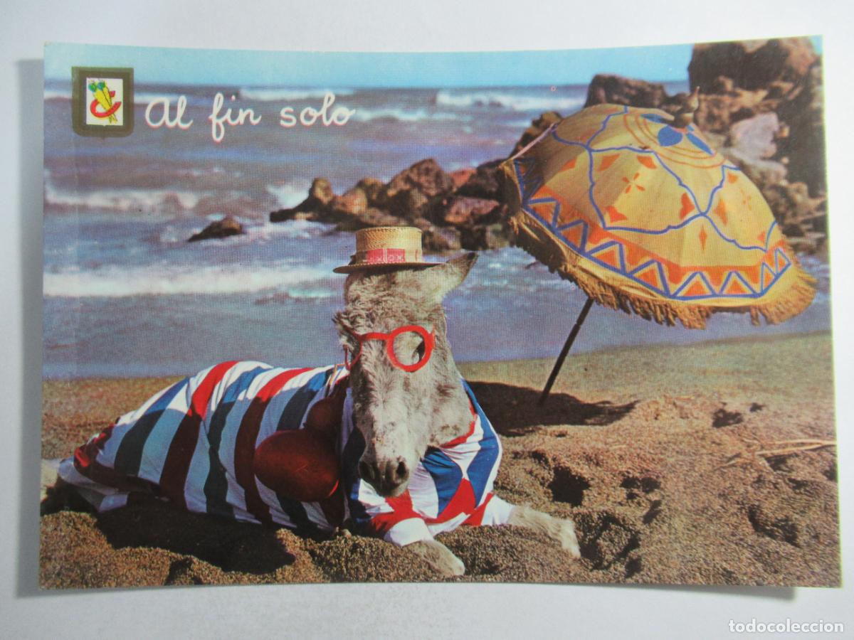 Postales: Postal Burro en la playa - S/C - Foto 1