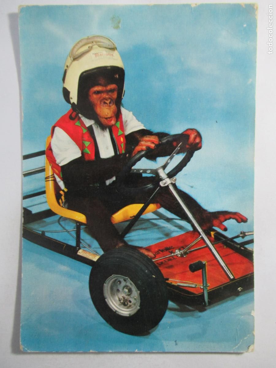 Postales: Postal Chimpanc&eacute; en Kart - Circulada
