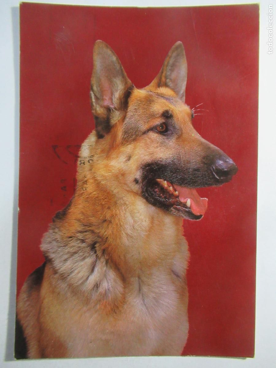 Postales: Postal Perro - Circulada